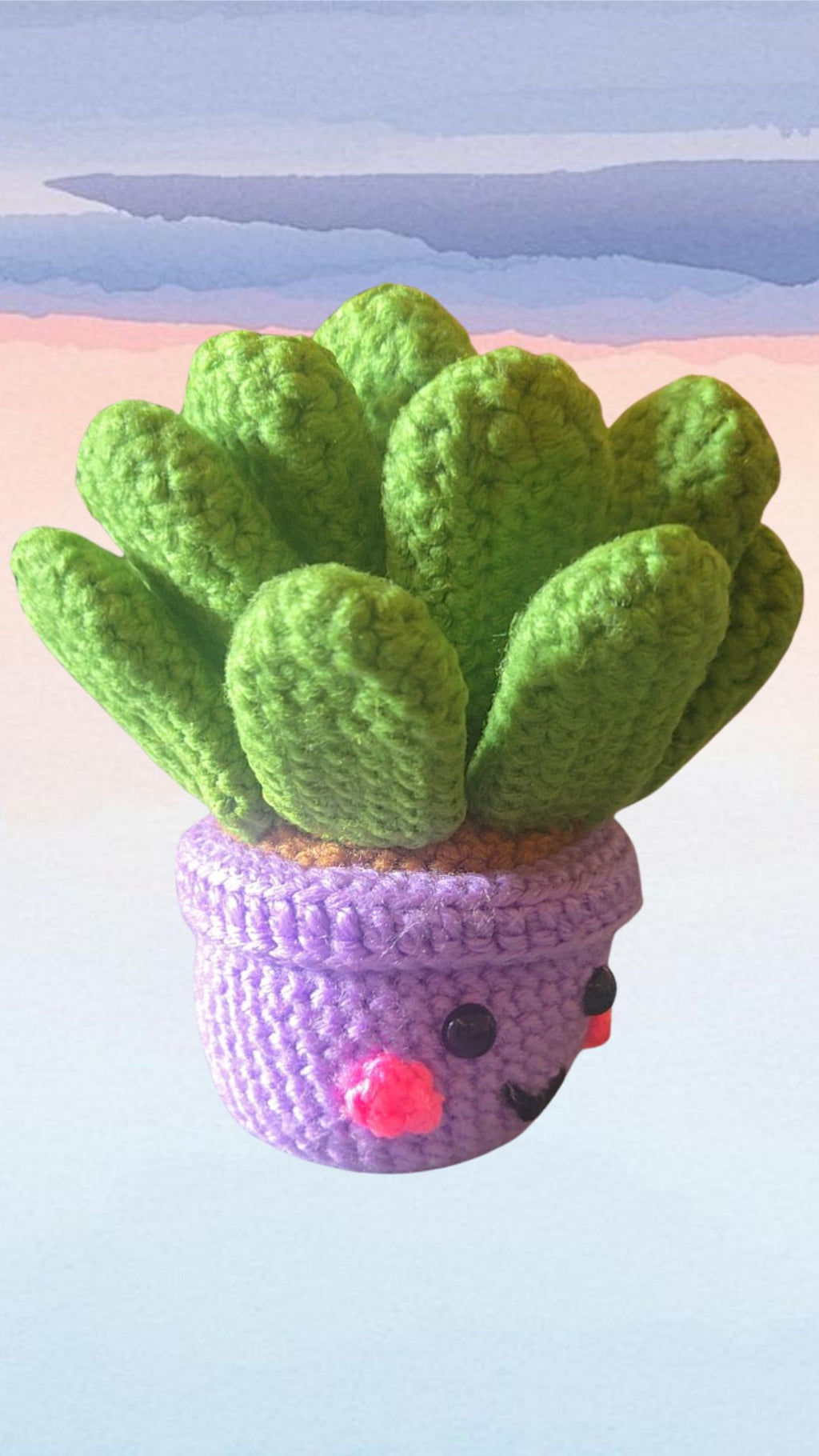Cutie Plant